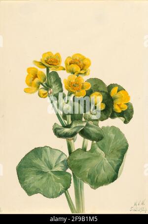 Marsh Marigold (Caltha palustris), 1924. Stockfoto