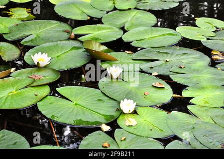 Weiße Seerose blüht. Stockfoto