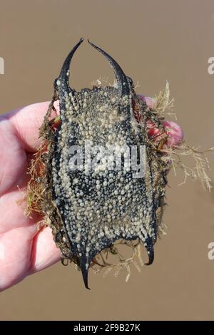 Mermaids Purse - Eierkoffer von Thornback Ray Raja Clavata bedeckt In Seepocken Stockfoto