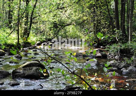 Fluss im Nationalpark Białowieża, Polen. Stockfoto