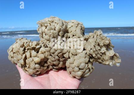 Sea Wash Ball, Eierkoffer von Common Whelk Buccinum undatum in New Brighton, The Wirral, Großbritannien Stockfoto