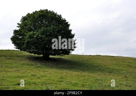 Ein einsamer Baum im Landschaftspark Suwałki, Polen, Europa.