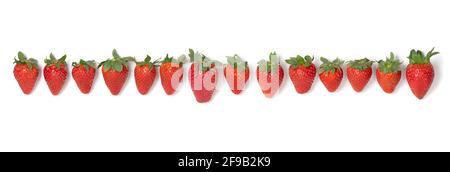 Frisch gepflückte rote reife Erdbeeren in einer isolierten Reihe Weißer Hintergrund Stockfoto
