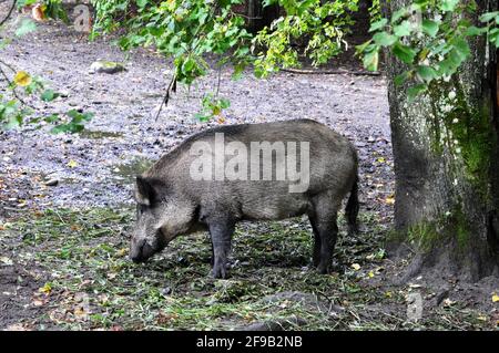 Wildschwein im Nationalpark Białowieża, Polen Stockfoto