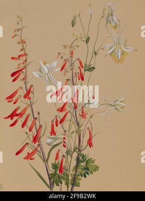 Ohne Titel--Blumenstudie, ca. 1883-1900. Stockfoto