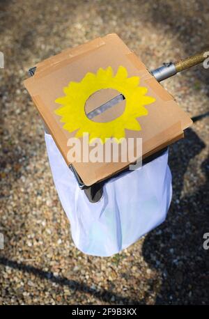 Steinbergkirche, Deutschland. April 2021. Ein Obstpflücker, der in eine Wahlurne mit Sonnenblume umgewandelt und mit Stimmzetteln gefüllt wurde, wird nach der Wahl eines Direktkandidaten für die Bundestagswahl 2021 auf einer Mitgliederversammlung der Grünen gesehen. Die Grünen der Stadt Flensburg und des Landkreises Schleswig-Flensburg wählten bei der Veranstaltung in der Steinbergkirche mit Robert Habeck, Bundesvorsitzender von Bündnis 90/die Grünen, ihren Direktkandidaten für die Bundestagswahl im September. Der einzige Kandidat war Parteiführer Habeck. Quelle: Christian Charisius/dpa/Alamy Live News Stockfoto