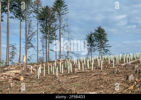 Gehackte Woodland neue Plantage Deutschland mit neuen Säling Laubbäume mit Kunststoffrohren geschützt wieder gepflanzt. Stockfoto