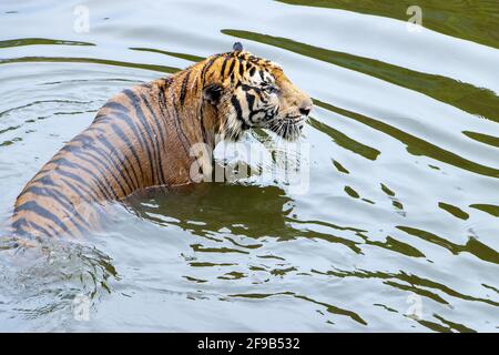 Der Tiger schwimmt auf dem Wasser. Der Tiger steht im Wasser und schaut mir nach vorne. Stockfoto