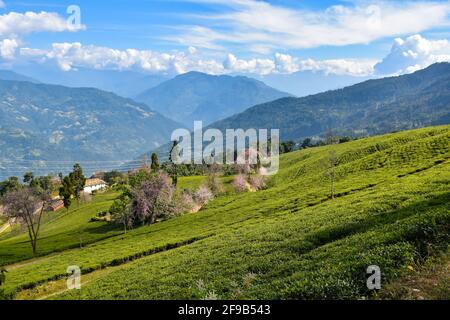 Temi Tea Estate eingebettet in Ravangla.der Garten ist einer der Die schönsten Gärten mit Kirschblütenbaum, in der gelegen himalaya-Berg von Sikk Stockfoto