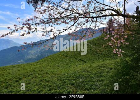 Temi Tea Estate eingebettet in Ravangla.der Garten ist einer der Die schönsten Gärten mit Kirschblütenbaum, in der gelegen himalaya-Berg von Sikk Stockfoto