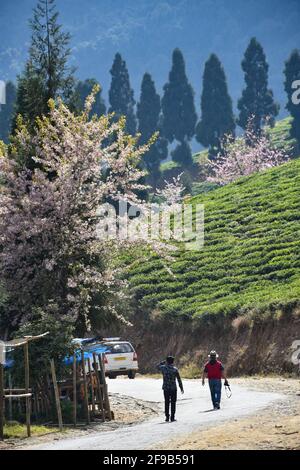 Temi Tea Estate eingebettet in Ravangla.der Garten ist einer der Die schönsten Gärten mit Kirschblütenbaum, in der gelegen himalaya-Berg von Sikk Stockfoto