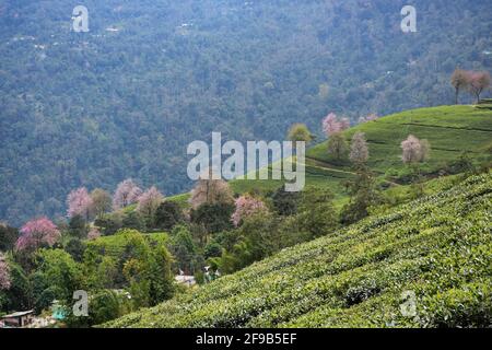 Temi Tea Estate eingebettet in Ravangla.der Garten ist einer der Die schönsten Gärten mit Kirschblütenbaum, in der gelegen himalaya-Berg von Sikk Stockfoto