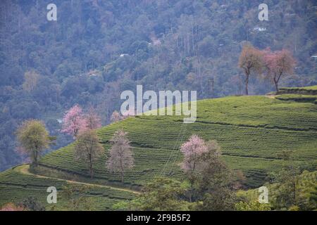 Temi Tea Estate eingebettet in Ravangla.der Garten ist einer der Die schönsten Gärten mit Kirschblütenbaum, in der gelegen himalaya-Berg von Sikk Stockfoto