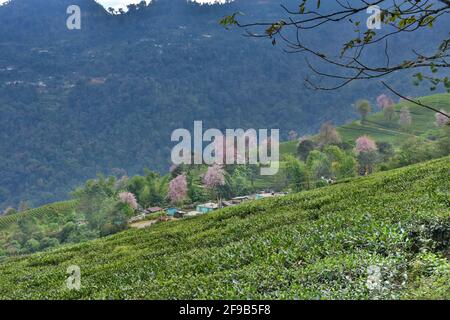 Temi Tea Estate eingebettet in Ravangla.der Garten ist einer der Die schönsten Gärten mit Kirschblütenbaum, in der gelegen himalaya-Berg von Sikk Stockfoto