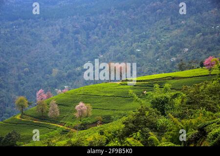 Temi Tea Estate eingebettet in Ravangla.der Garten ist einer der Die schönsten Gärten mit Kirschblütenbaum, in der gelegen himalaya-Berg von Sikk Stockfoto