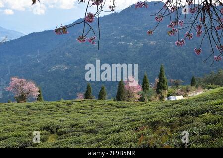 Temi Tea Estate eingebettet in Ravangla.der Garten ist einer der Die schönsten Gärten mit Kirschblütenbaum, in der gelegen himalaya-Berg von Sikk Stockfoto