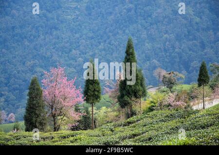 Temi Tea Estate eingebettet in Ravangla.der Garten ist einer der Die schönsten Gärten mit Kirschblütenbaum, in der gelegen himalaya-Berg von Sikk Stockfoto