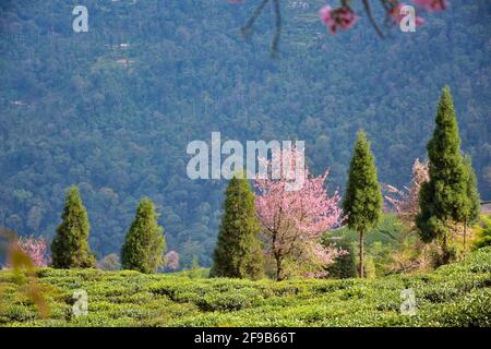 Temi Tea Estate eingebettet in Ravangla.der Garten ist einer der Die schönsten Gärten mit Kirschblütenbaum, in der gelegen himalaya-Berg von Sikk Stockfoto