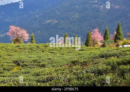 Temi Tea Estate eingebettet in Ravangla.der Garten ist einer der Die schönsten Gärten mit Kirschblütenbaum, in der gelegen himalaya-Berg von Sikk Stockfoto