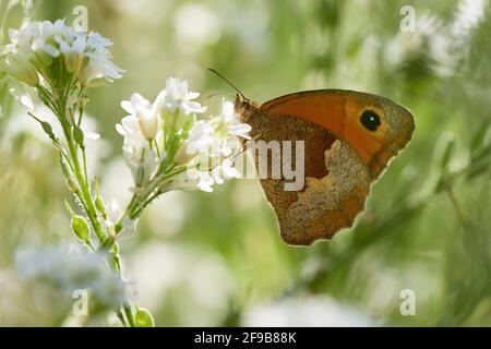 Kleiner Heideschmetterling (Coenonympha lyllus), der auf weißer Blüte in grüner Umgebung ruht. Stockfoto