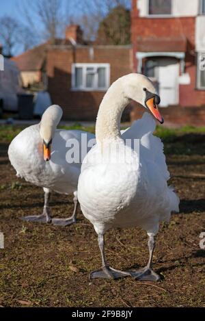 UK, England, London, Southall, Mute Schwäne in der Nähe von Häusern auf dem Common Stockfoto