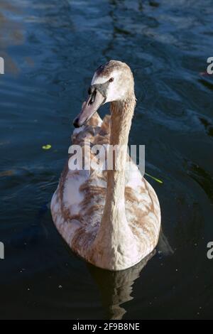 Großbritannien, England, London, Norwood Green, Juvenile Mute Swan beim Schwimmen in der Nähe der Norwood Road Bridge Stockfoto