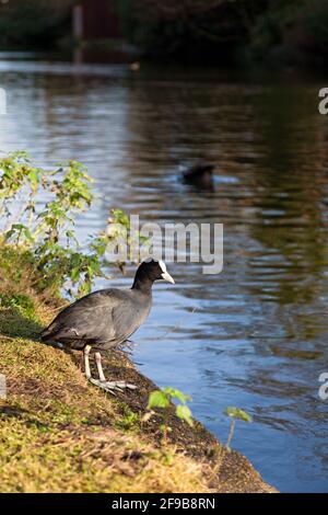 Großbritannien, England, London, Norwood Green, Eurasian Coot in der Nähe der Norwood Road Bridge am Grand Union Canal Stockfoto