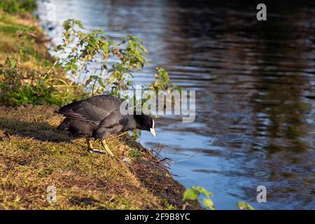 Großbritannien, England, London, Norwood Green, Eurasian Coot in der Nähe der Norwood Road Bridge am Grand Union Canal Stockfoto