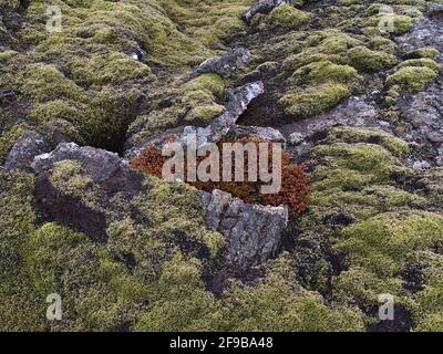 Nahaufnahme eines felsigen Lavafelds aus vulkanischen Steinen mit rot gefärbter Pflanze, umgeben von grün gemustertem Moos in der Nähe von Grindavik auf Reykjanes, Island. Stockfoto