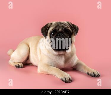 Cute Pug Hund sitzt auf rosa Hintergrund. Stockfoto