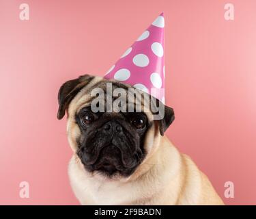 Lustige Pug Hund trägt Happy Birthday Hut auf rosa Hintergrund. Stockfoto