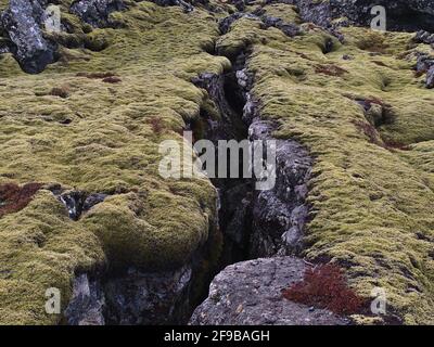 Nahaufnahme der tiefen Spalte auf dem felsigen vulkanischen Lavafeld, das von grünem Moos bedeckt ist, in der Nähe von Grindavik, Reykjanes Halbinsel, Island, an bewölktem Wintertag. Stockfoto