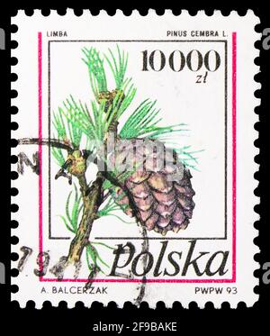 MOSKAU, RUSSLAND - 24. SEPTEMBER 2019: Die in Polen gedruckte Briefmarke zeigt Pinus cembra, Serie Pine Cones, um 1993 Stockfoto