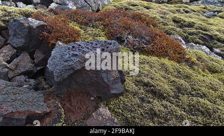 Nahaufnahme eines moosbedeckten Lavafeldes mit porösem Vulkangestein und roten Pflanzen in der Nähe von Gridavik, Halbinsel Reykjanes, Island in der Wintersaison. Stockfoto