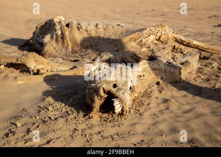 Zersetzter Kamel in Deser Stockfoto