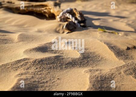 Zersetzter Kamel in Deser Stockfoto