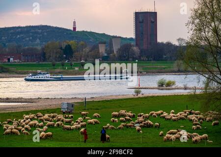 Rheindeich bei Duisburg-Beeckerwerth, Schafherde, Rheinpreussen-Schlammhaufen in Moers, Schlammschild das Geleucht, ehemaliger Rheinpreussen-Zeckenhut Stockfoto