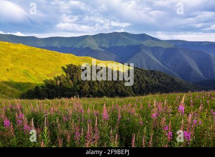 Heilpflanzen - Epilobium angustifolium. Fantastische Sommerlandschaft. Ein Rasen, der mit Blumen von rosa Feuerkraut bedeckt ist. Berglandschaft mit schönen sk Stockfoto