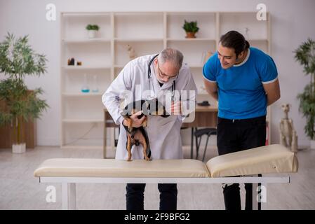 Alter Tierarzt untersucht Hund in der Klinik Stockfoto