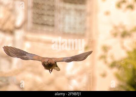 adlerkauz fliegt im Wildniswald Stockfoto