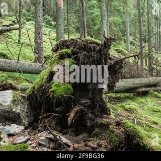 Entwurzelter und gefallener Baum im Wald Stockfoto