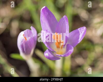Nahaufnahme Makroviolett Crocus Vernus Frühlingsblume auf grünen Blättern Bokeh Hintergrund, selektiver Fokus auf Pistill Stockfoto
