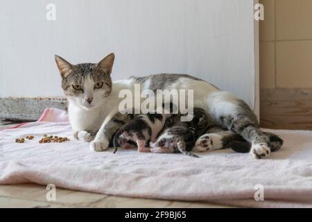 Eine Außenkatze mit ihren neugeborenen Kätzchen. Sie duckte sich in ein freundliches Haus, um der Hitze und dem Sand an der mexikanischen Küste zu entfliehen. Stockfoto