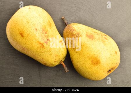 Zwei hellgelbe Bio-Birnen, reif, saftig, süß auf einem Servierteller aus Schiefer, Nahaufnahme. Stockfoto