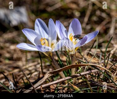 Krokusblüte und eine Fliege, lila Frühlingsblume und Insekt Stockfoto