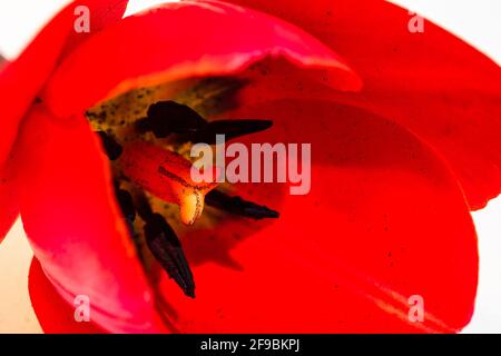 Makroaufnahme einer roten Tulpe, isoliert auf weißem Hintergrund Stockfoto