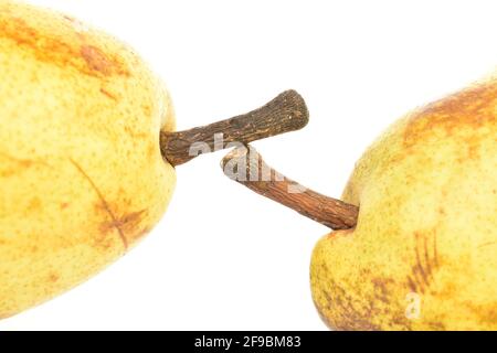 Zwei saftige Birnen , Makro, auf weißem Hintergrund. Stockfoto