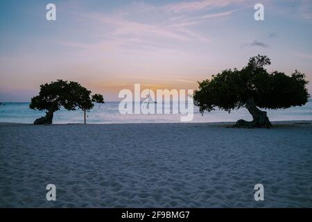 Sonnenuntergang am Eagle Beach Aruba, Divi Tauchen Sie Bäume an der Küste von Eagle Beach in Aruba. Stockfoto