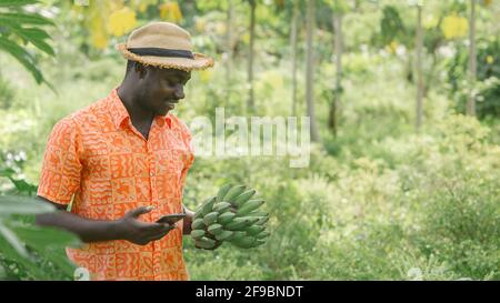 Afrikanischer Landwirt mit Smartphone für die Forschung Banane in Bio-Gemüse Farm.Landwirtschaft oder Anbaukonzept Stockfoto