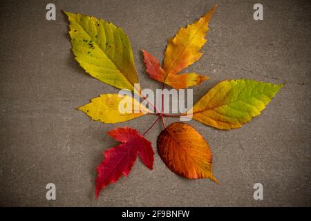 Verschiedene farbige Herbstblätter im Kreis angeordnet. Stockfoto
